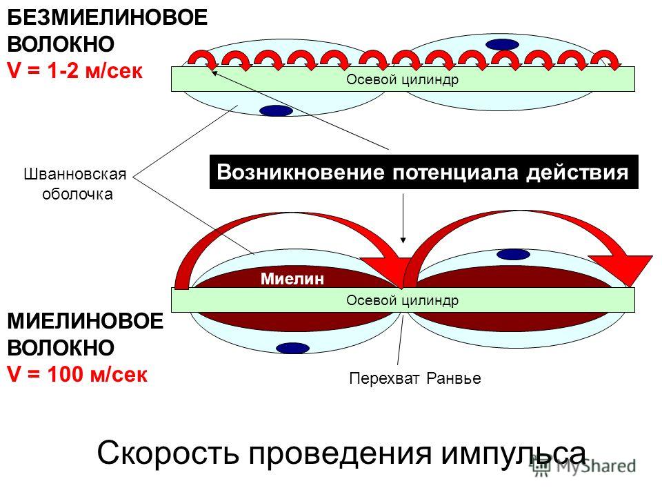 Схема скорости передачи нервных импульсов