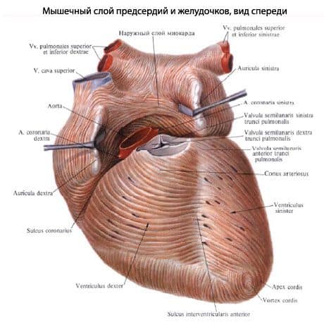 Миокарда
