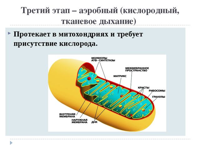 Митохондрия (схема)