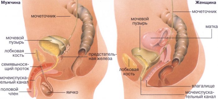 Мочевыделительная система женщины и мужчины