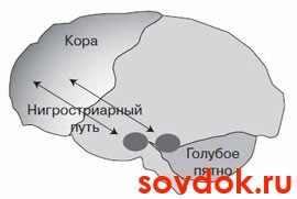 мозг