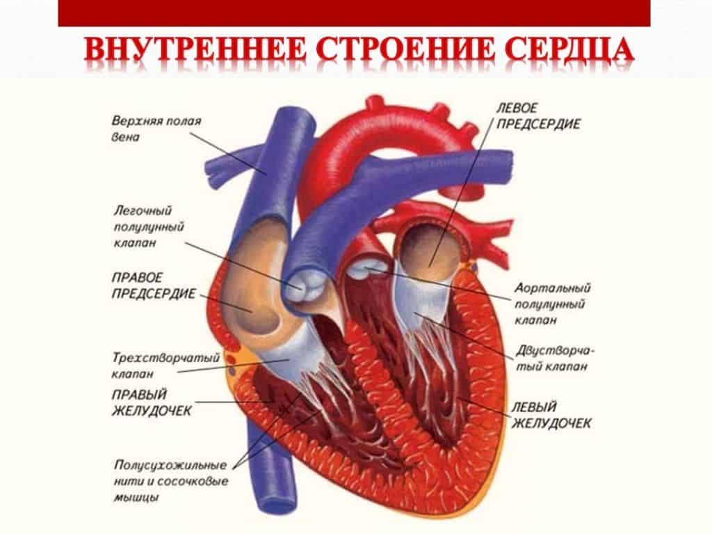 На фото показано анатомическое строение органа.