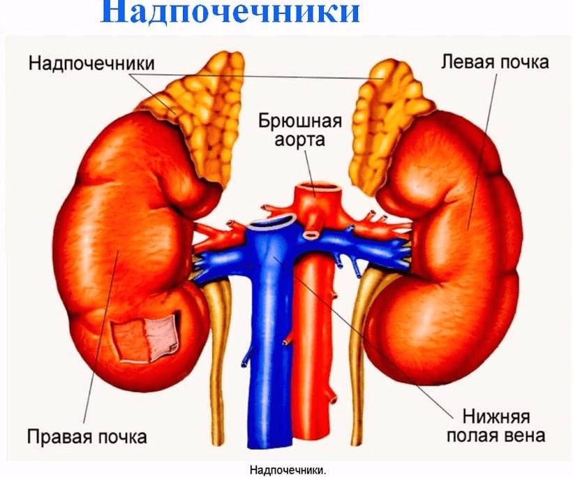 Надпочечники