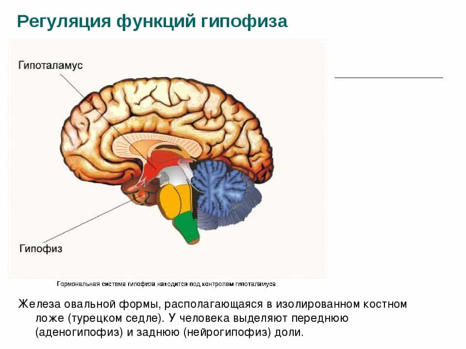 Направления показывают на 2 основных нейрорегуляторных центра эндокринной системы.