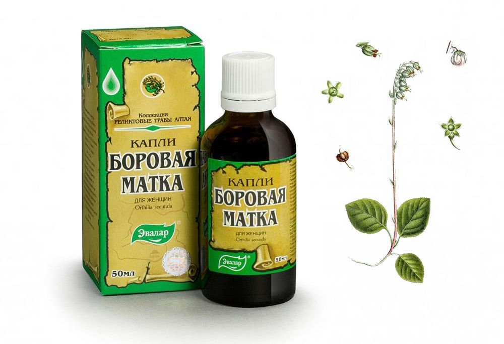 Настойка боровой матки