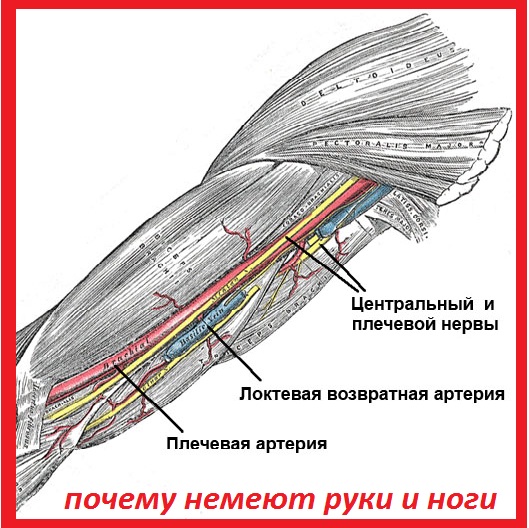 почему немеют руки и ноги 