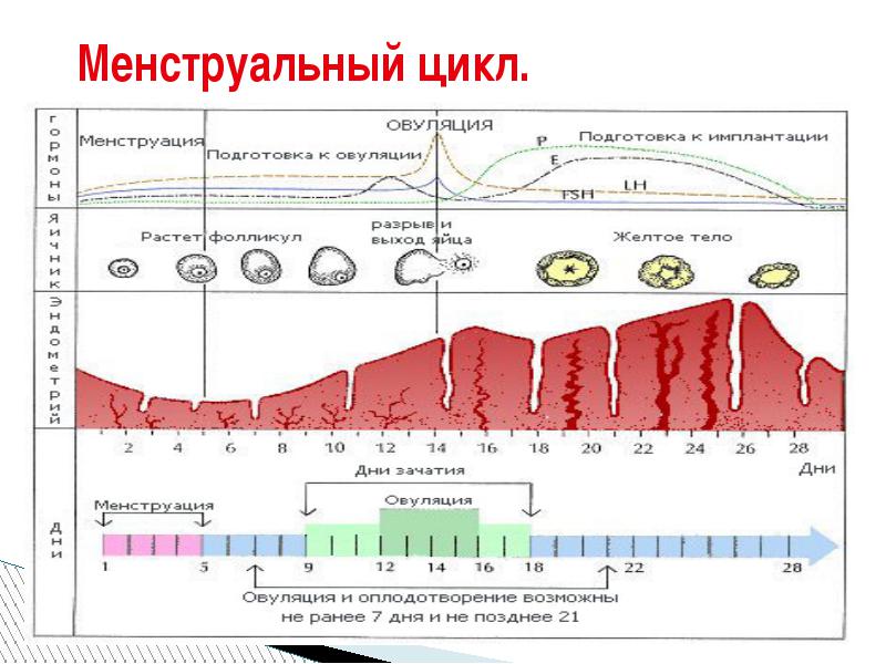 менструальный цикл