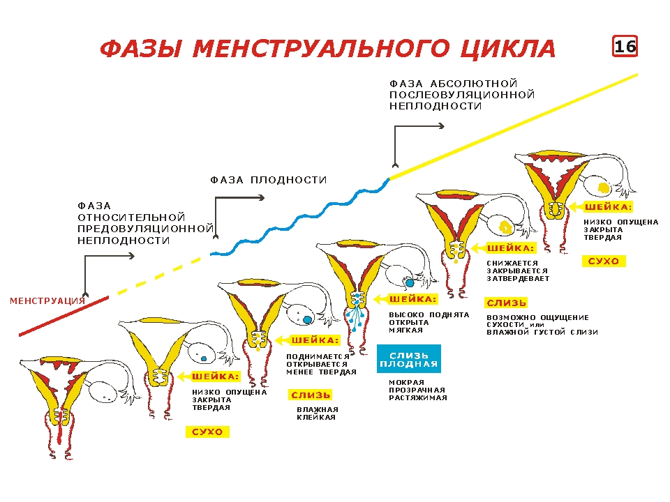 нерегулярный менструальный цикл