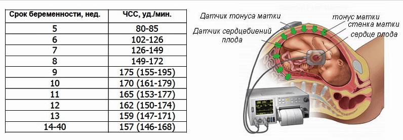 Норма ЧСС во время внутриутробного развития и аппарат ЭхоКГ
