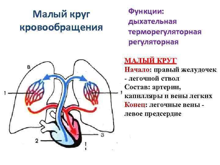 Общее отображение распределения крови из сердца в легкие.