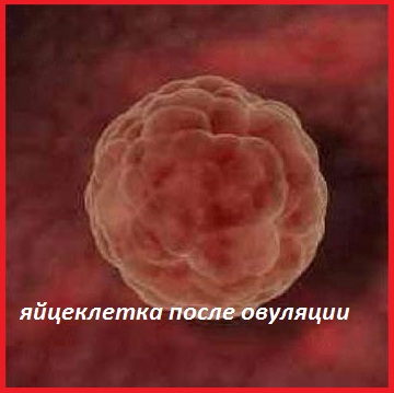 как определить овуляцию