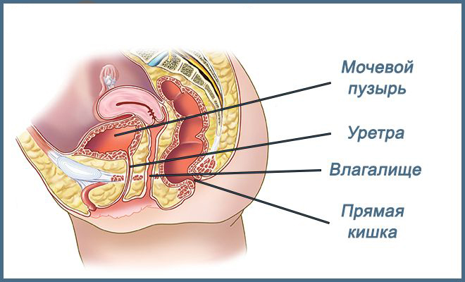 органы малого таза женщины