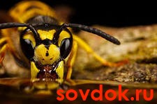 оса