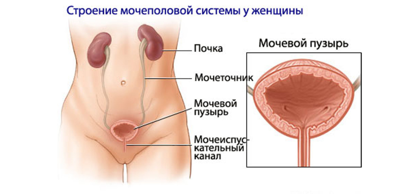 Особенности строения мочевыделительной системы у женщин