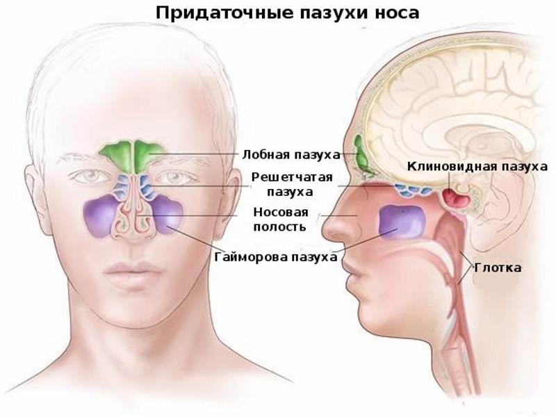Схема расположения придаточных пазух носа