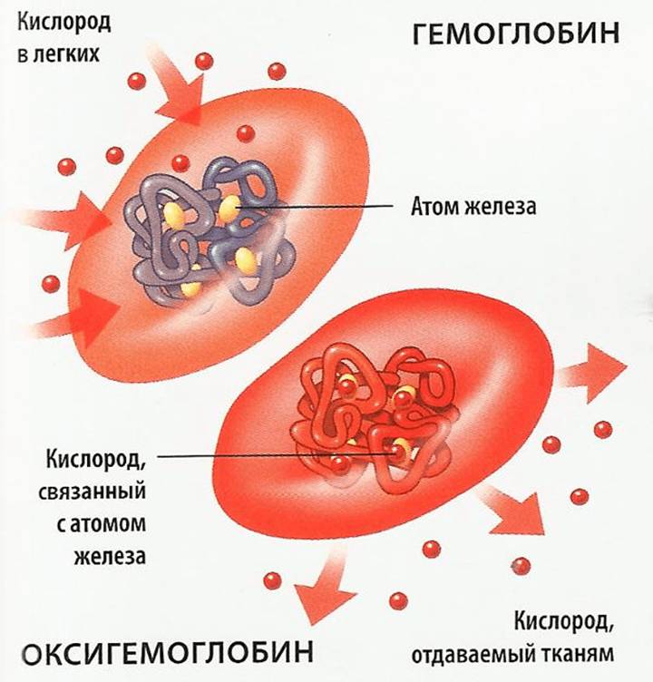 Перенос кислорода гемоглобином (схема)