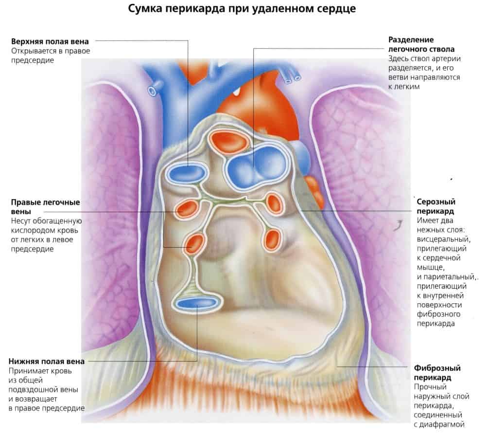 Перикард