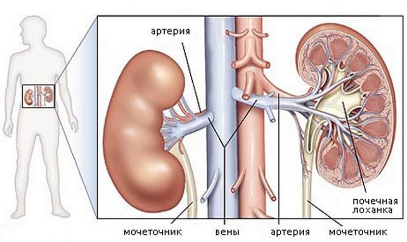 Строение почки