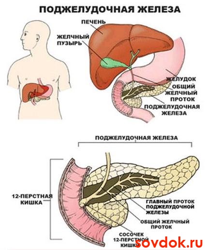 поджелудочная железа