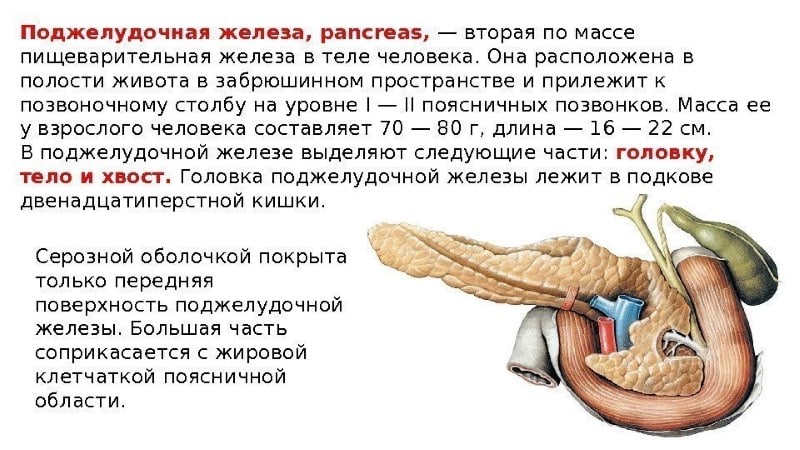 Симптомы заболевания поджелудочной железы и её функции в организме