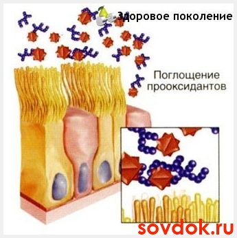 поглощение прооксидантов