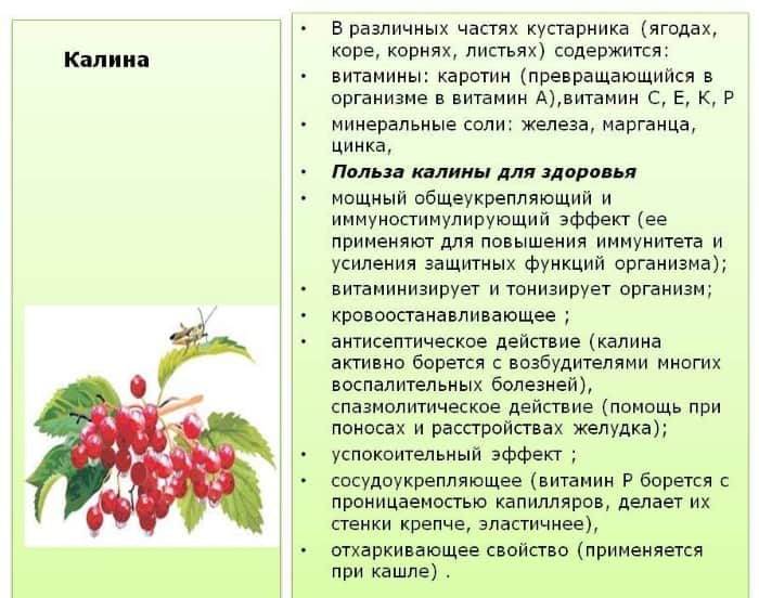 Полезные свойства калины красной