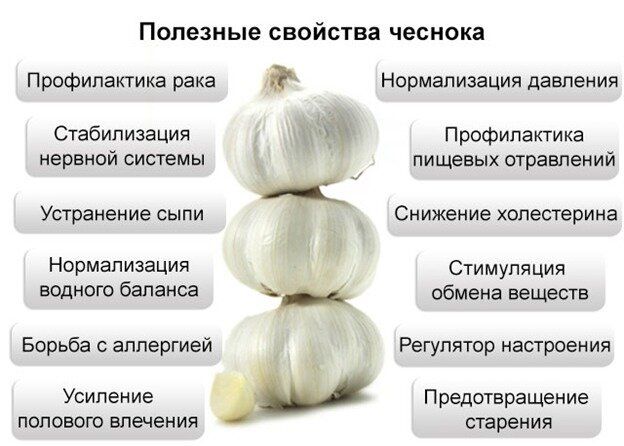 Положительное воздействие чеснока на организм человека