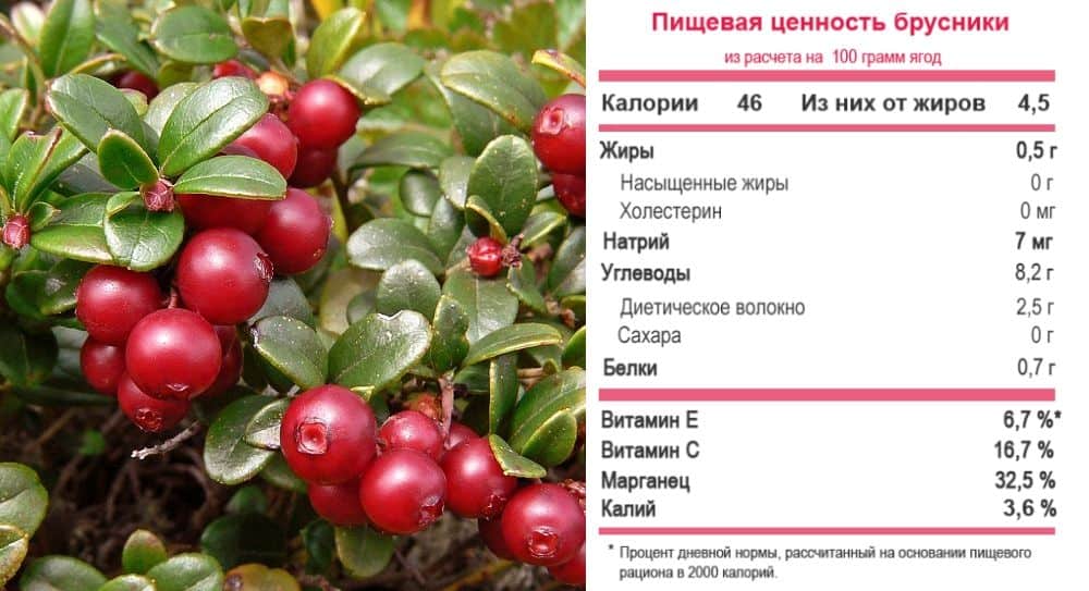 Польза брусники