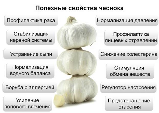Польза чеснока