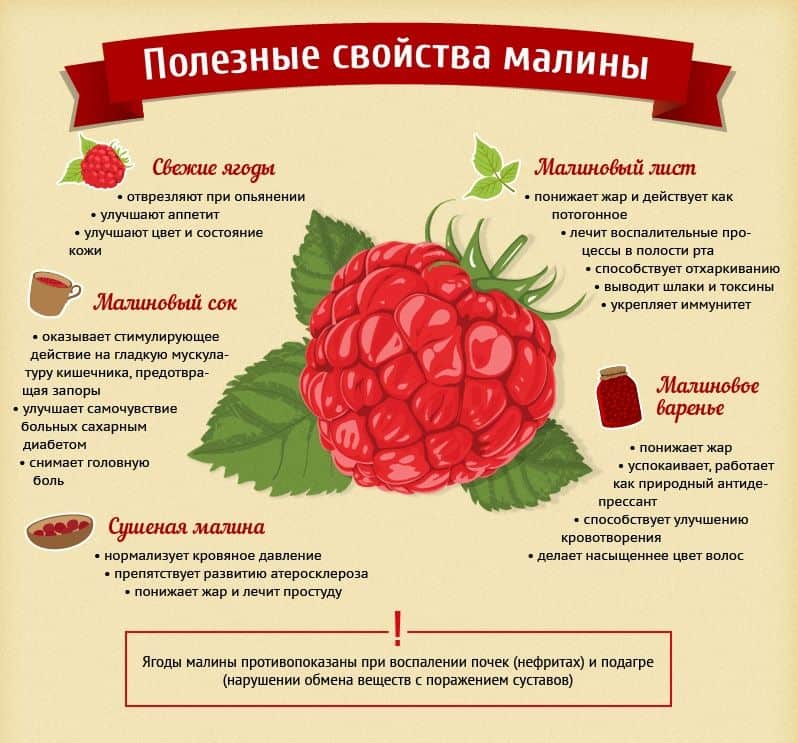 Польза малины