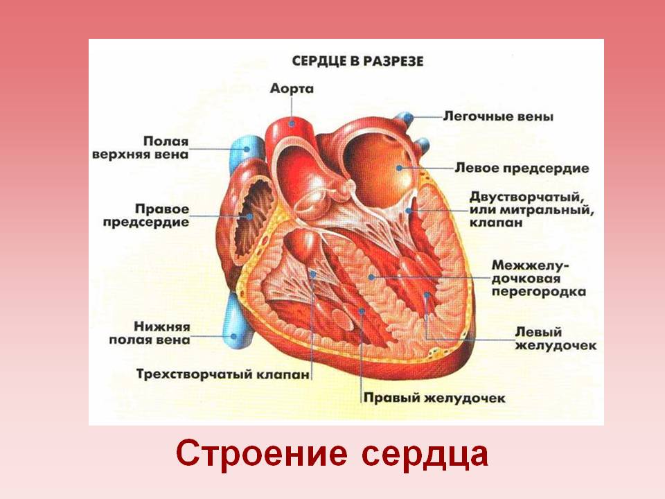 порок сердца
