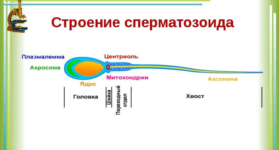 Строение сперматозоида