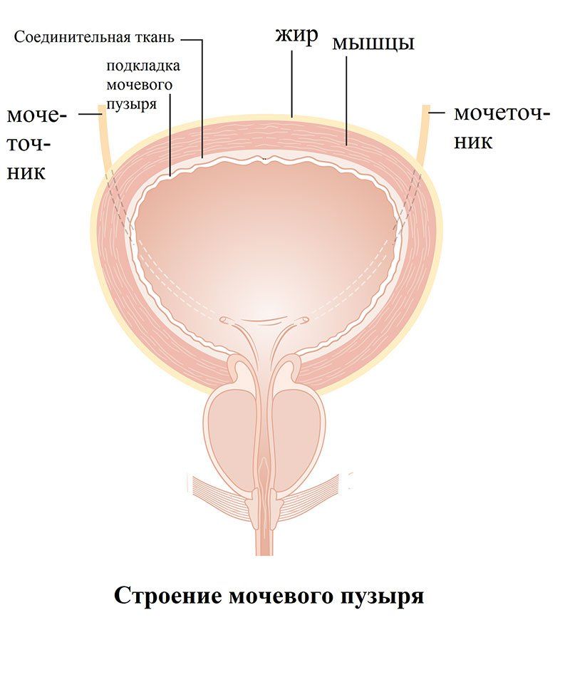 Мочевой пузырь