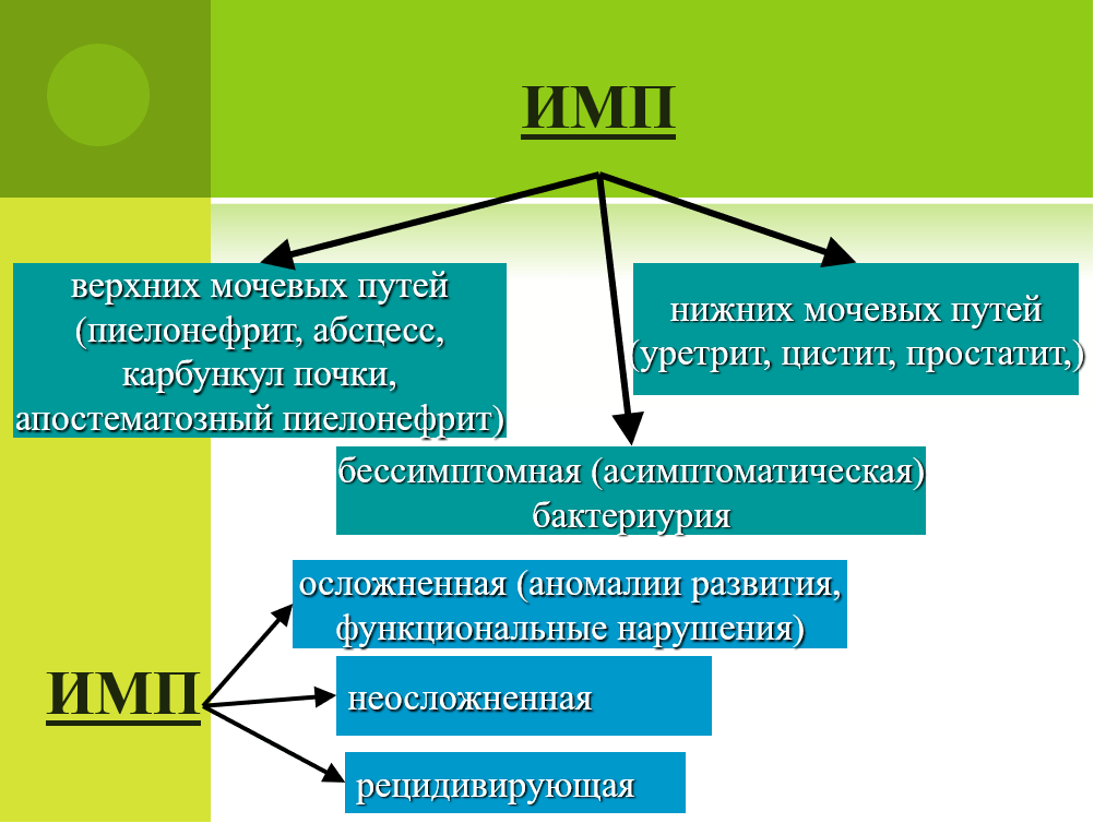 Виды инфекции мочеполовой системы (ИМП)