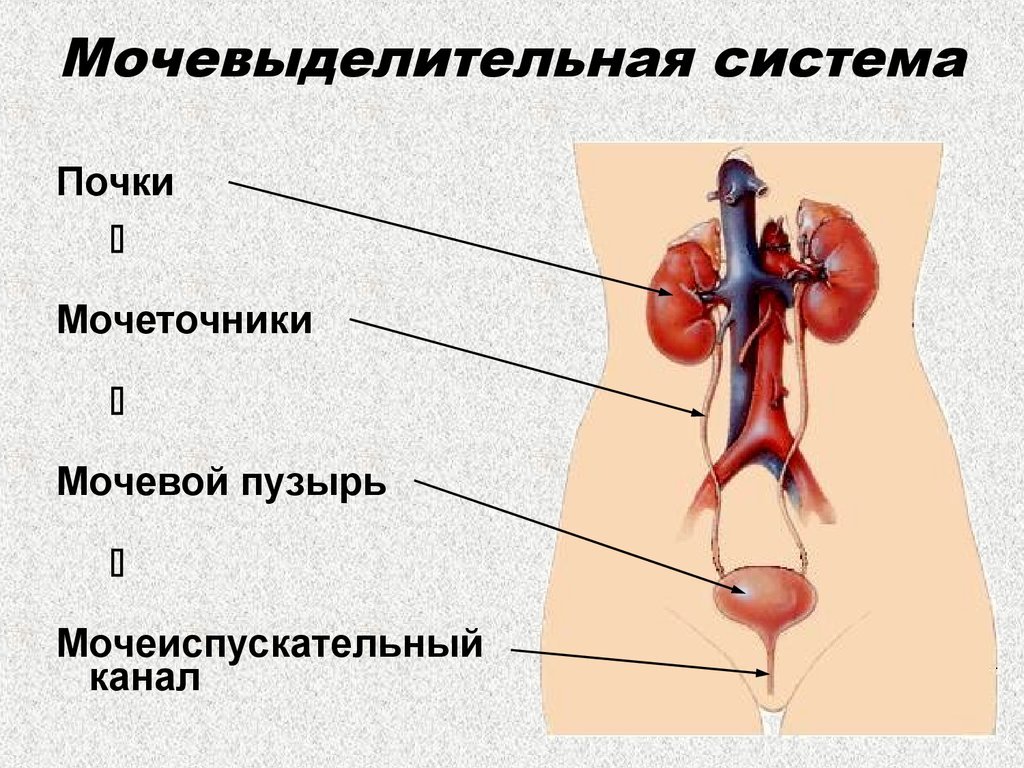 Строение мочевыделительной системы