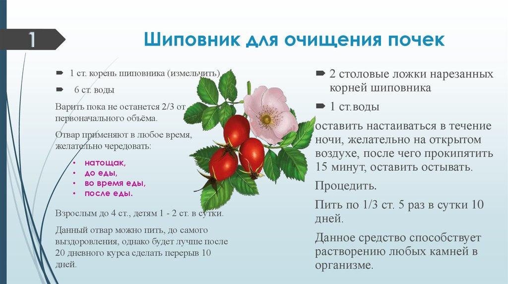 Приготовление отвара корня шиповника