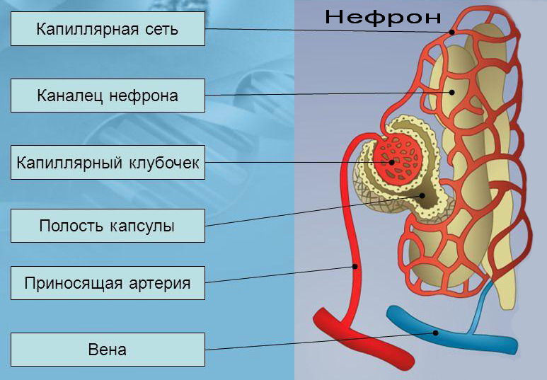 строение нефрона