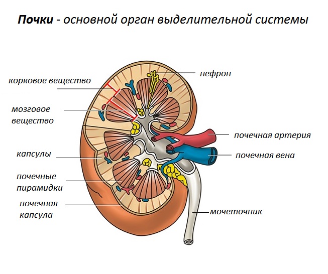 Строение почки
