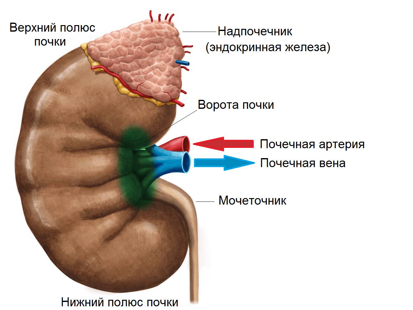 Место образования синусной кисты