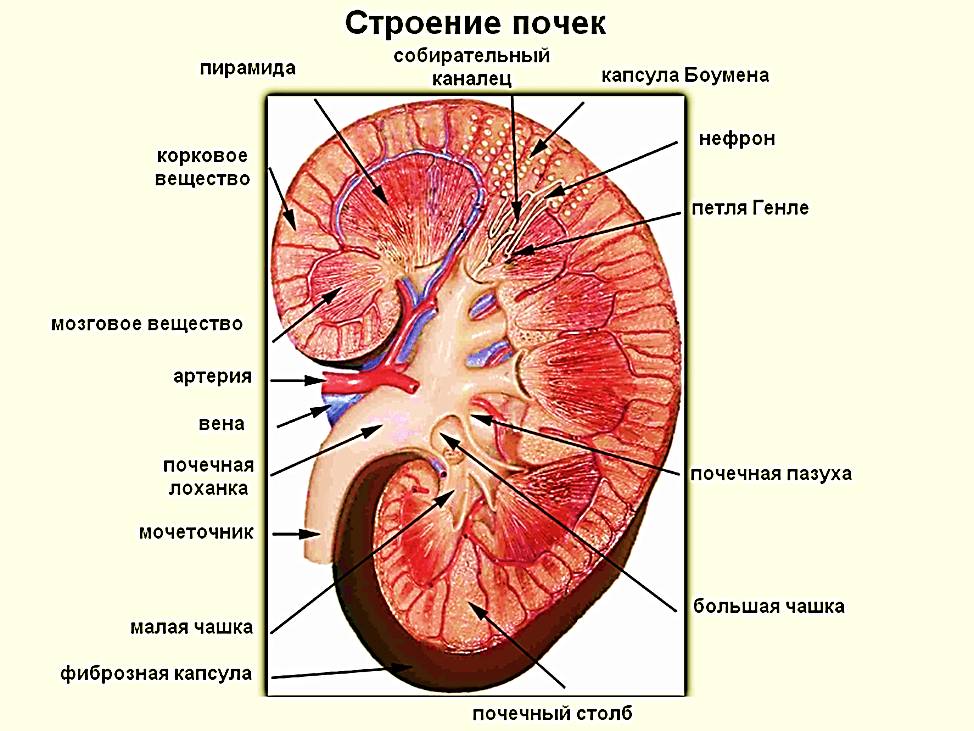 Окончательное строение почки (схема)
