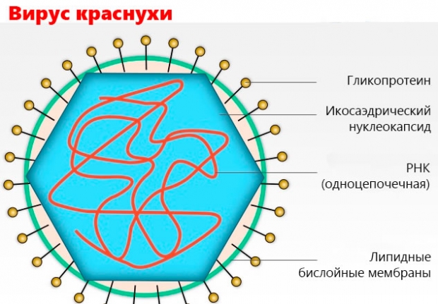 Вирус краснухи (схема)