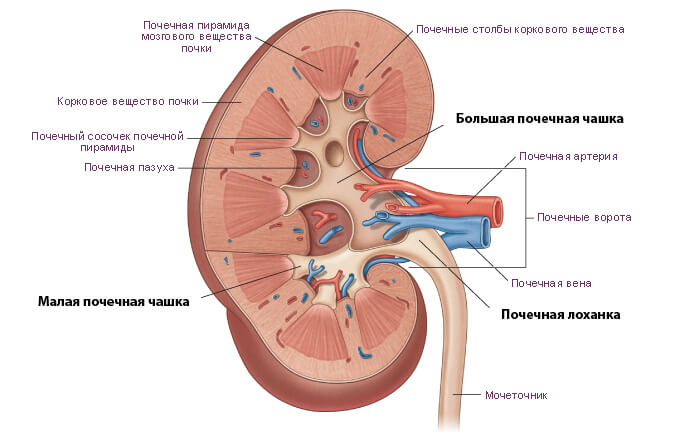 Строение почки (схема)