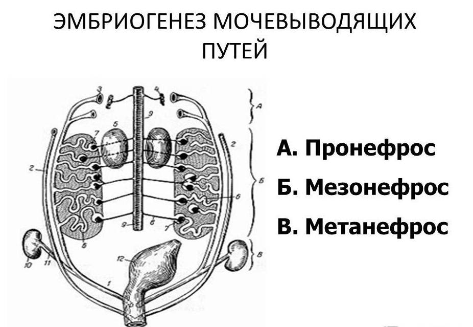 Внутриутробное развитие почки (схема)