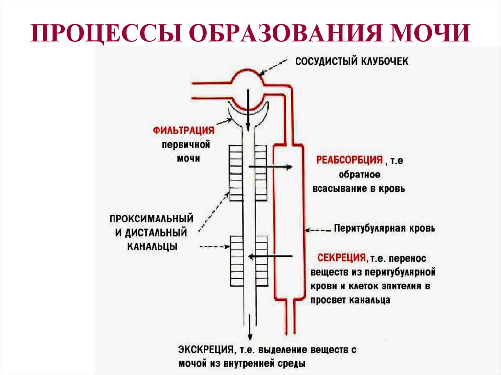 Процесс образования мочи