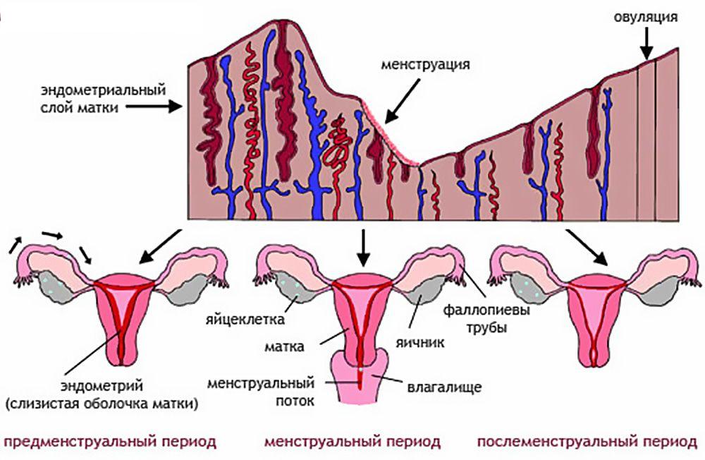 женский цикл