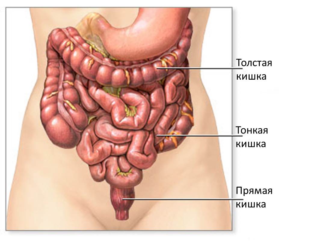 Кишечник человека
