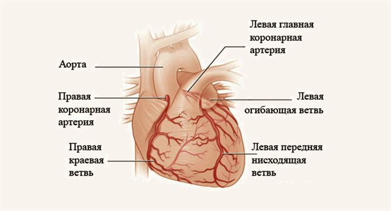 Предсердное трепыхание может снизить кровоснабжение миокарда (коронарный кровоток) на 60%