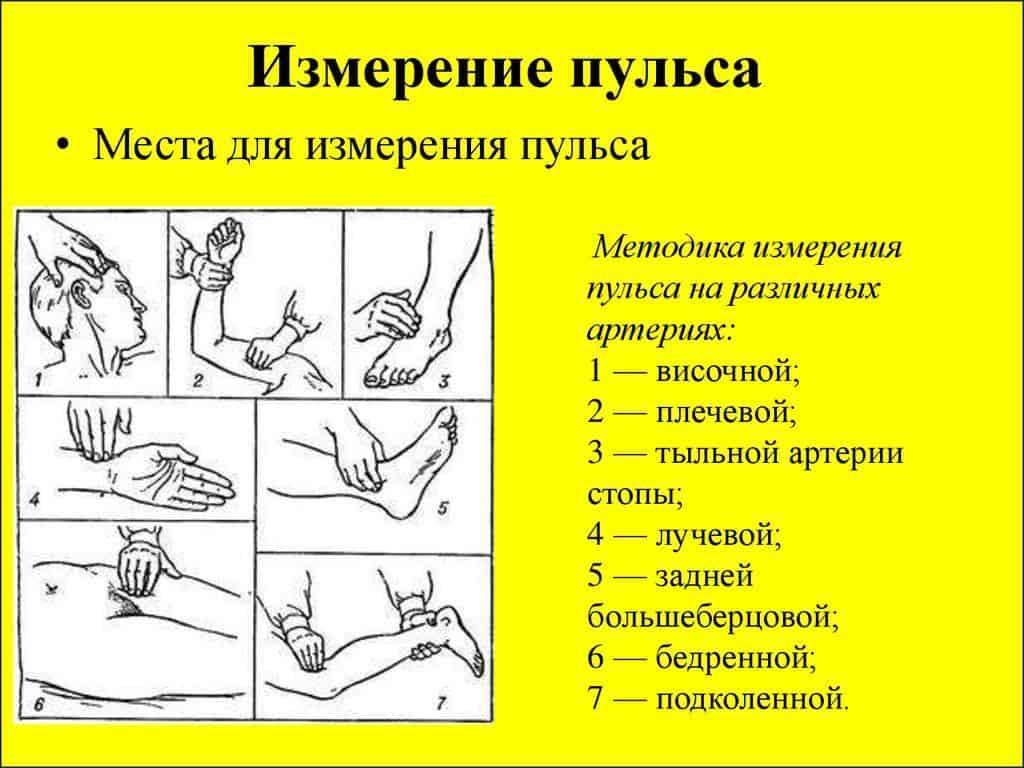 Представлены места, по которым можно наиболее точно идентифицировать частоту колебаний стенок сосудов.