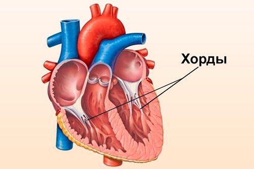Пример того как выглядят хорды