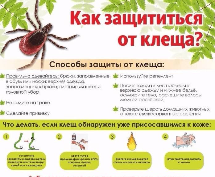 Профилактика нападения клещей